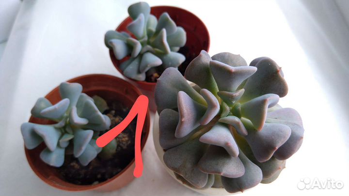 Суккуленты