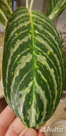 Аглаонема Мадонна Голд