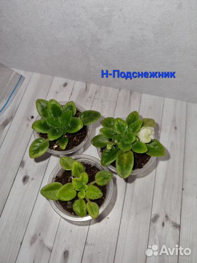 Сортовые фиалки мини