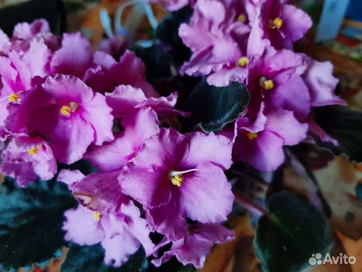 Комнатные растения,Фиалочки,Глоксинии,Пеларгония