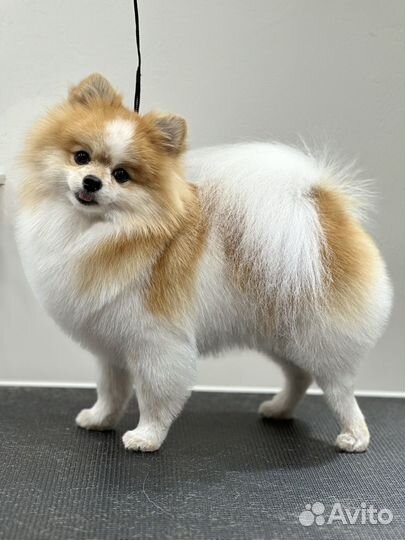 Стрижка собак и кошек (груминг) Комсомольск-на-Аму