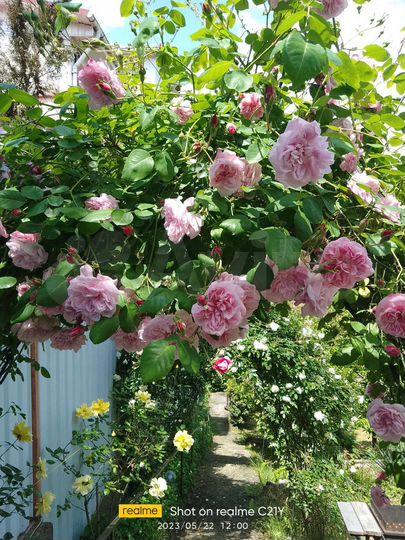 Участок 3 сот. (ИЖС)