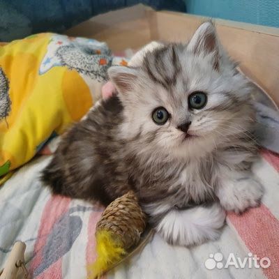 Британский вискас котенок