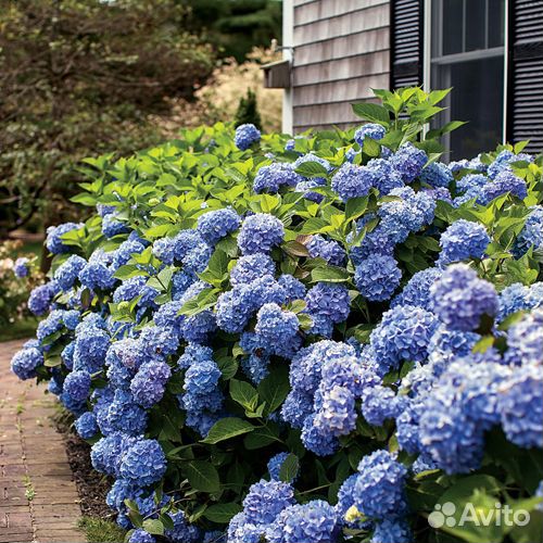 Садовые многолетники