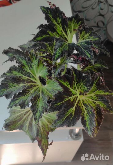 Бегония Чёрный принц или паломар принц