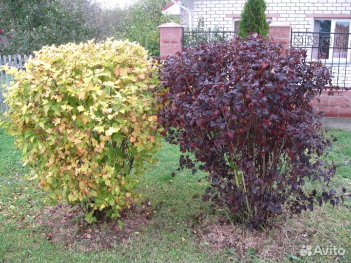 Пузыреплодник Крупномер