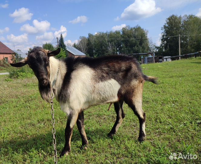 Козел альпийский