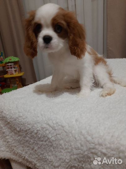 Кавалер кинг чарльз спаниель