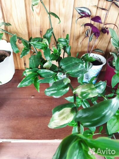 Традесканции разных сортов