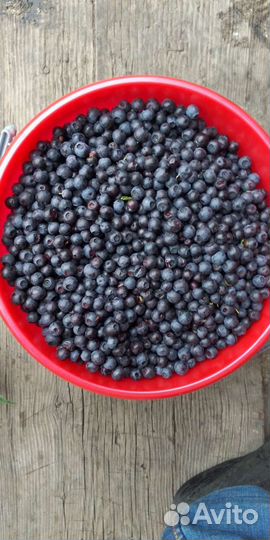 Соберу чернику под заказ