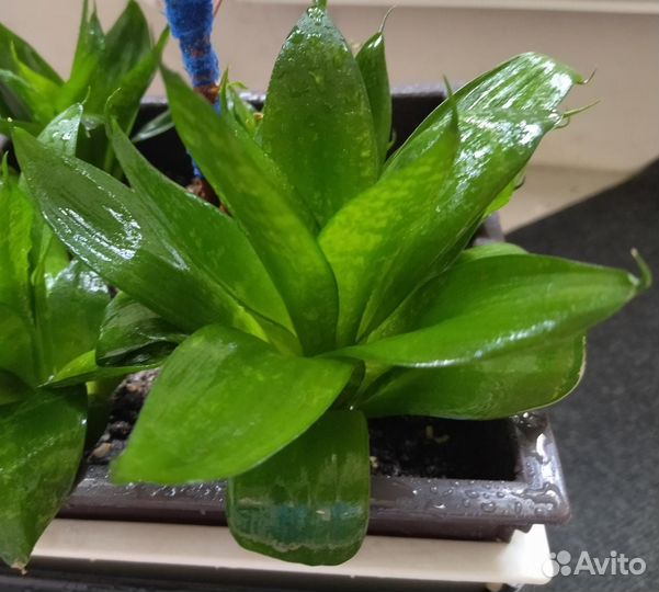 Комнатные растения