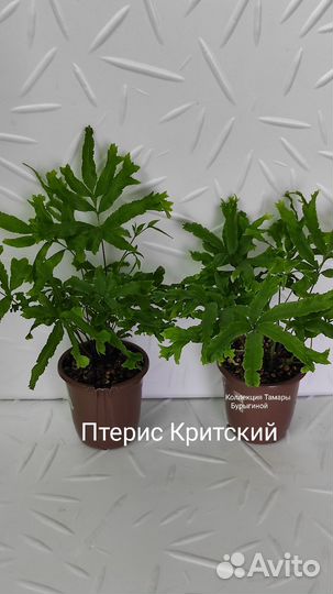 Папоротник