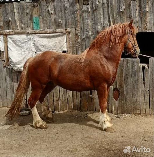 Продам жеребца