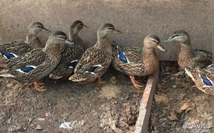 Утки подсадные для охоты