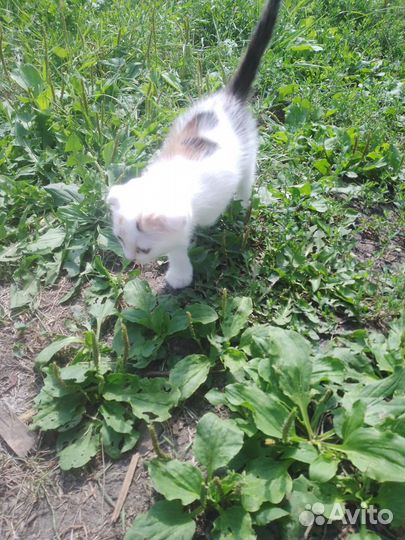 Кошка в дар бесплатно
