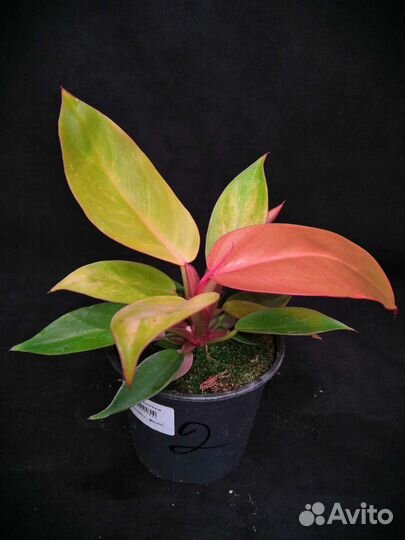 Филодендрон принц оранж 12/20-25