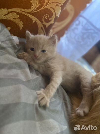 Котенок (мальчик ) в добрые руки