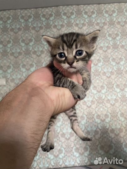 Отдам в добрые руки