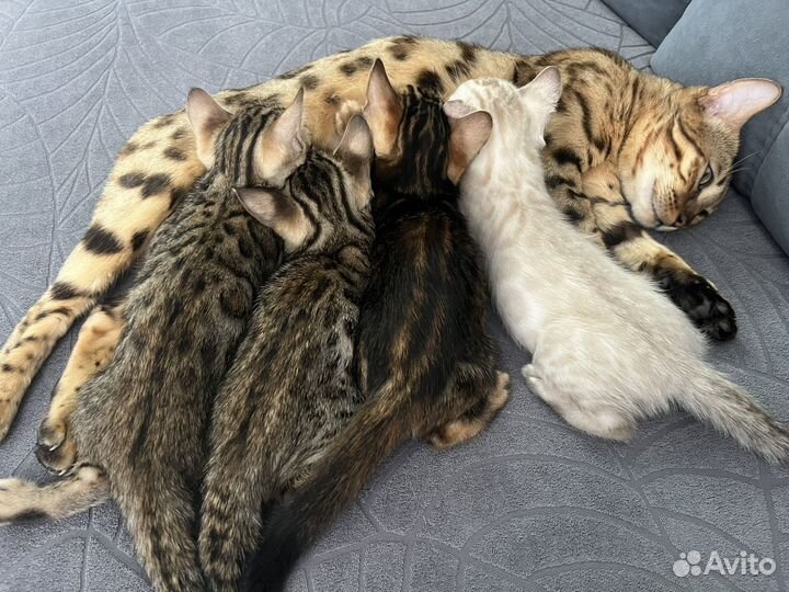 Бенгальские котята