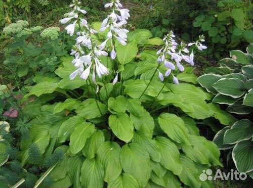 Ревень, Хоста, Энотера, ирис многолетние цветы