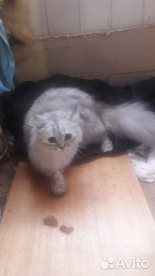 Кошечка цвета вискас