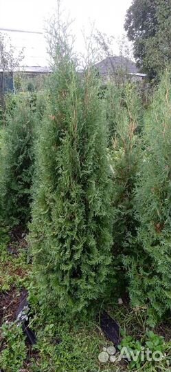 Туя колумна