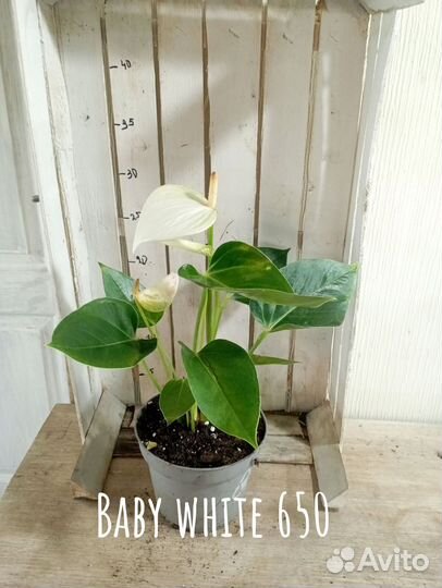 Комнатные цветы растение Антуриум Бэби Вайт