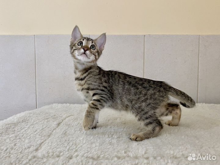 Пикси боб- саванна чудесные котята