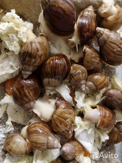 Улитки ахатины альбино