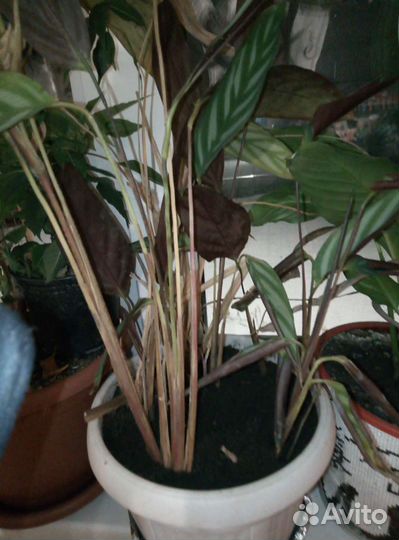 Бесплатно маранта