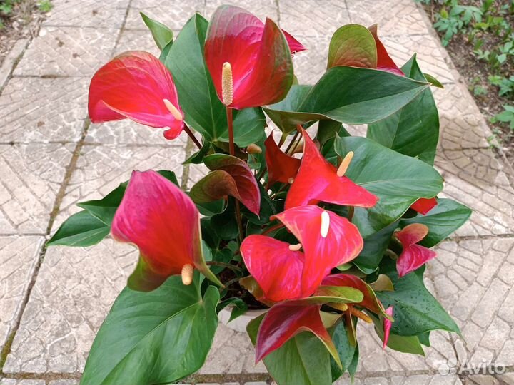 Антуриум Эдисон Edison