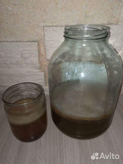 Чайный гриб