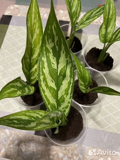 Аглаонема Silver Queen