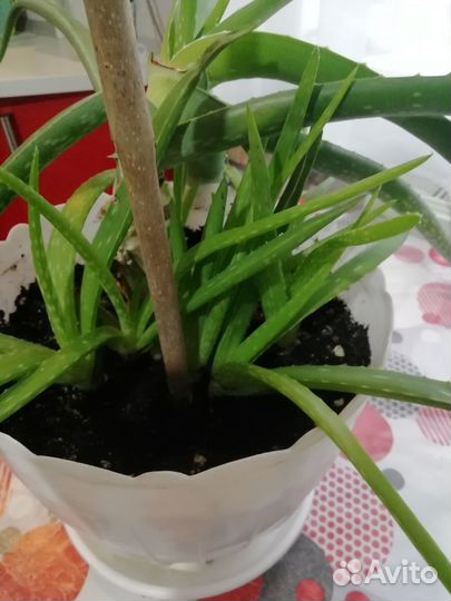 Комнатные цветы лилии и алоэ и горшки