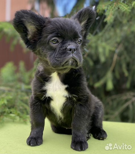 Французский бульдог, девочка