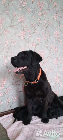 Щенки лабрадора