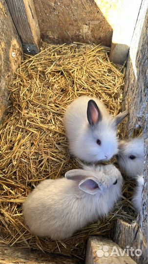 Домашние животные кролики