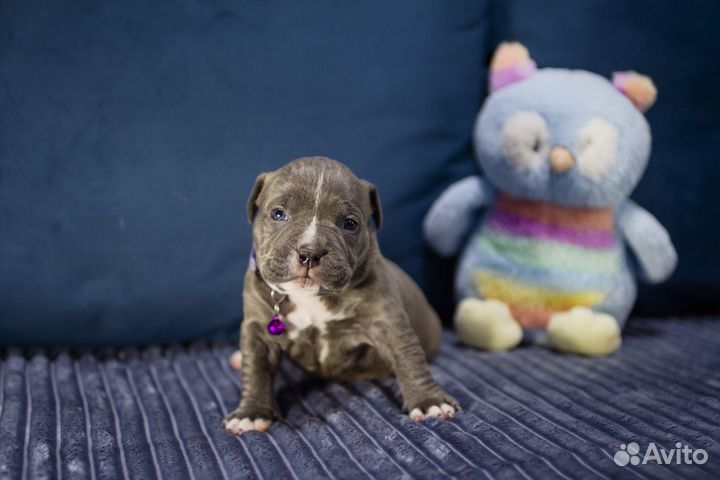 Щенки Булли