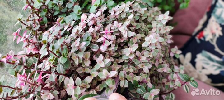 Каллизия Розовая Callisia repens Pink Panther
