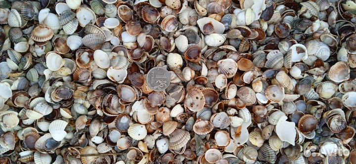 Материалы для творчества ракушки