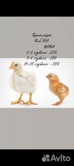 Цыплята бройлеры кобб 700