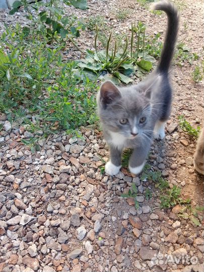 Отдам кота в добрые руки