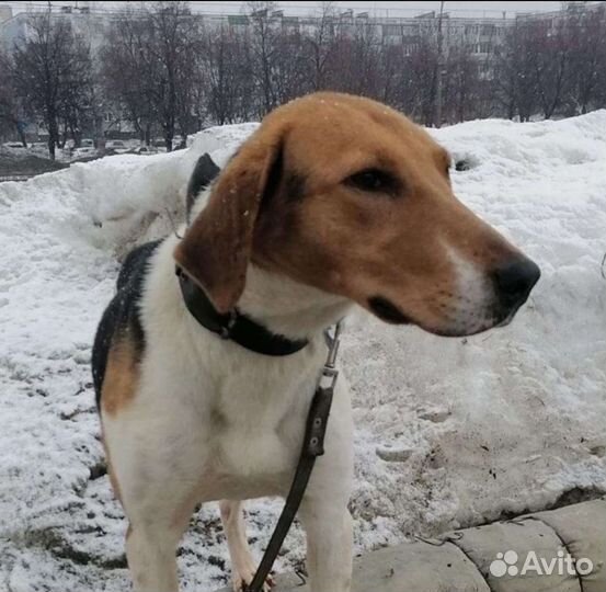 Русская гончая