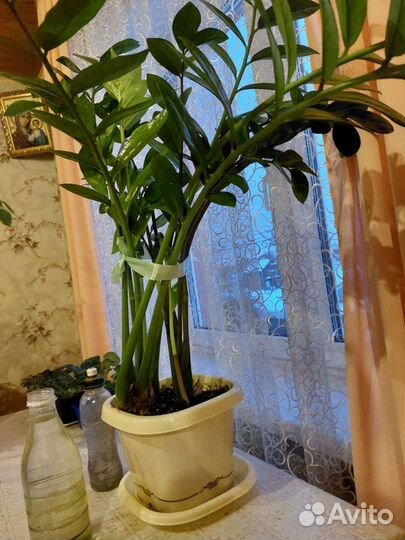 Замиокулькас