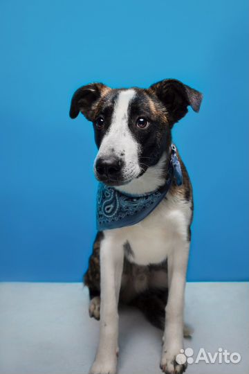 Прекрасная молодая собака