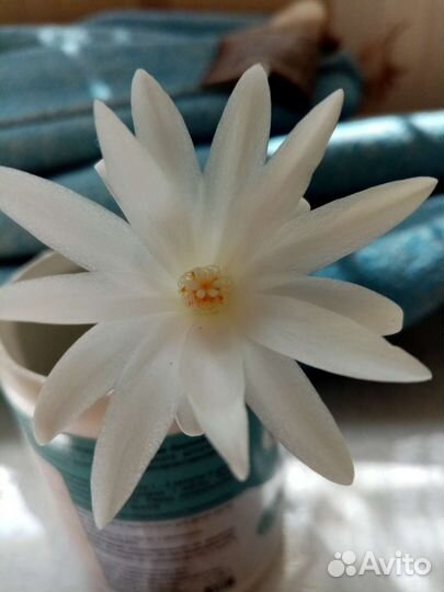 Декабрист - розовый