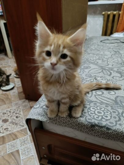 Продаются котята