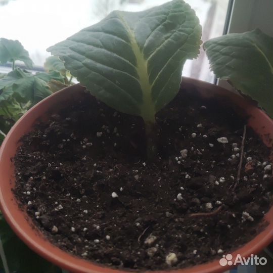 Глоксиния махровая