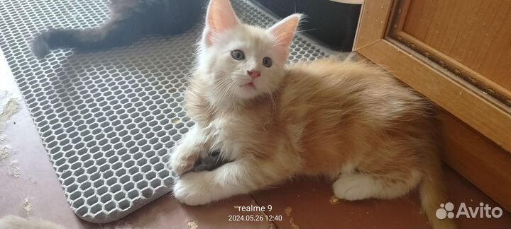 Котята мейн-кун