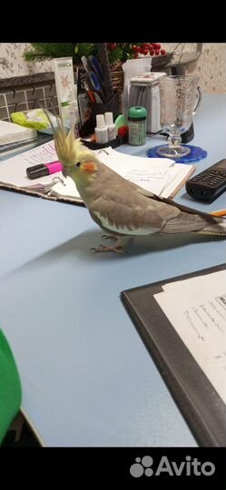 Попугай корелла с клеткой